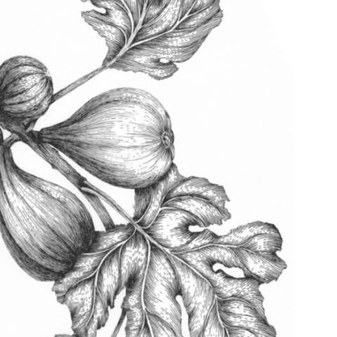 drawing of a plant