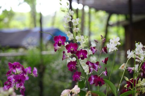 Photo of purple and white orchids