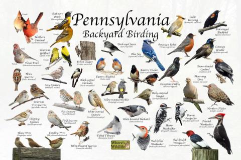 Illustrated backyard birds of PA