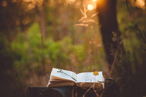 An open book in the woods